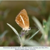 polyommatus ripartii altyagach male3